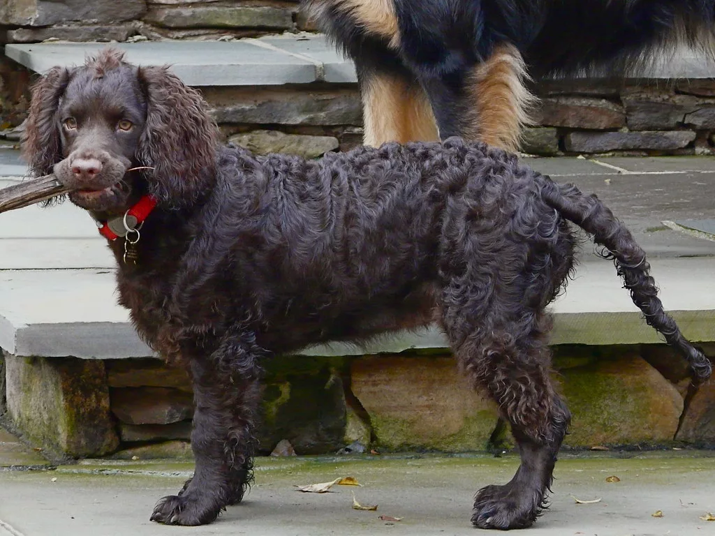 American Water Spaniel Dogs Pros, Cons, Health Concerns and More