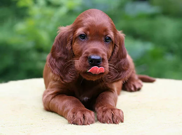 Discovering-the-Irish-Setter-A-Story-of-Elegance-and-Enthusiasm