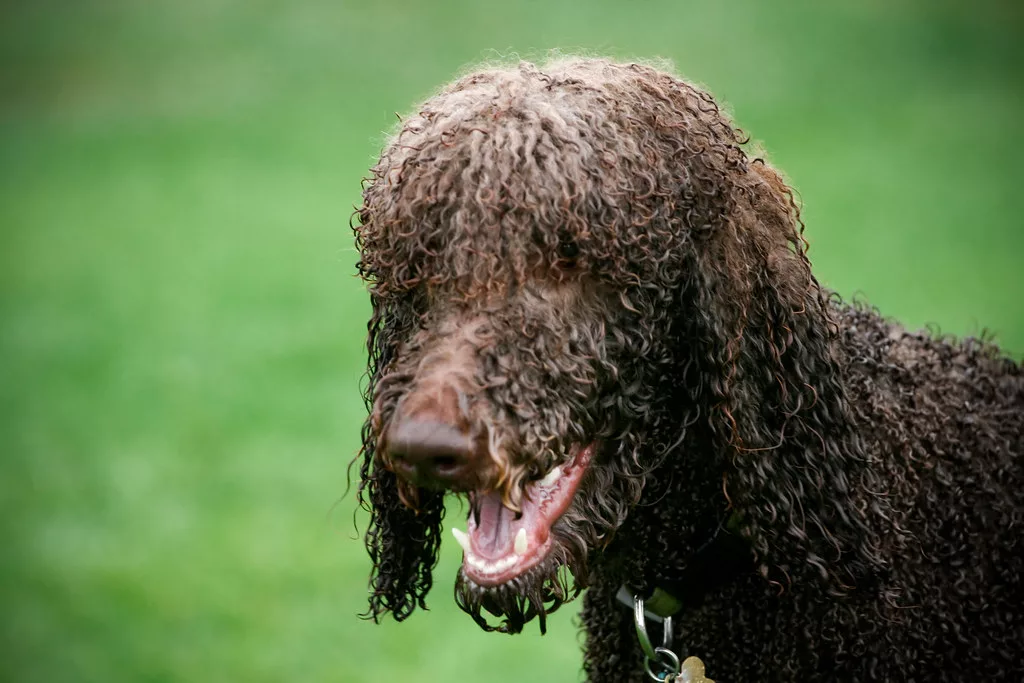 Diving Into the World of the Irish Water Spaniel (4)