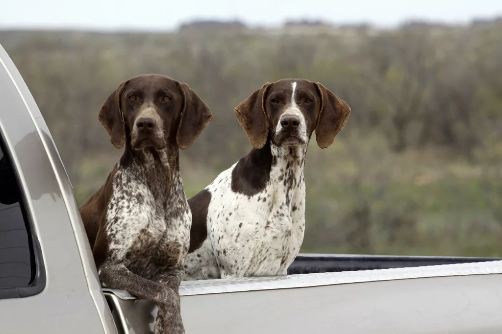Grace and Agility Unleashed The German Shorthaired Pointer's Guide