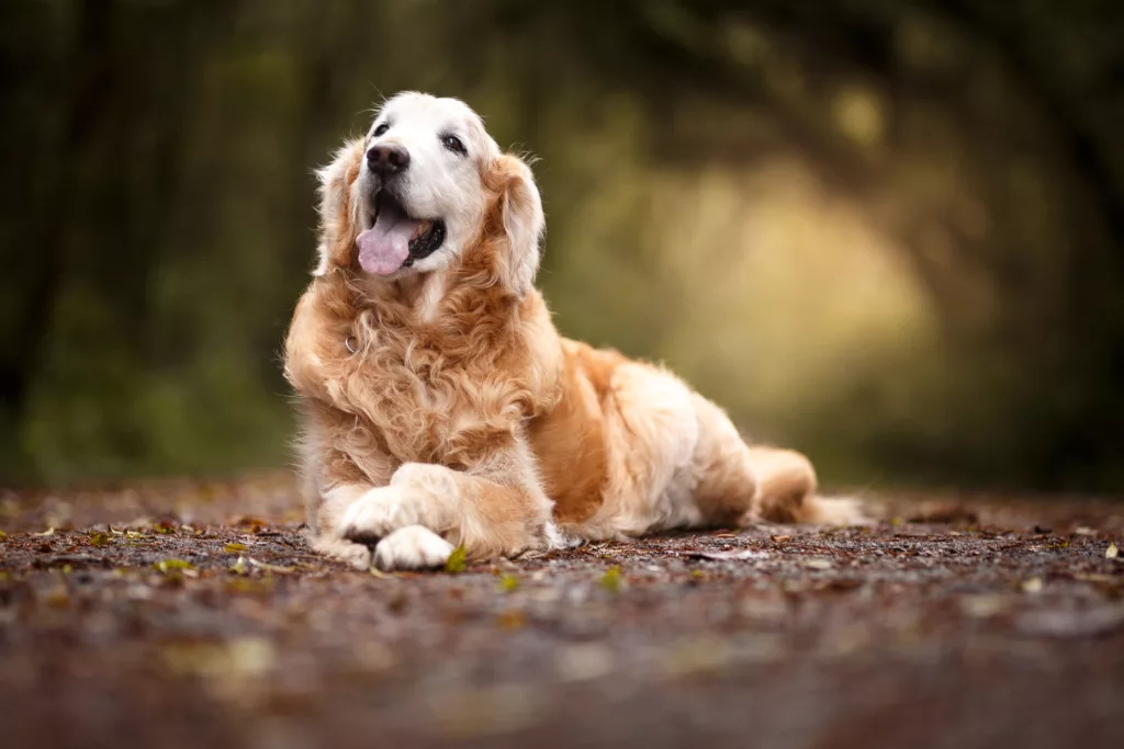 Heart of Gold The Endearing World of Golden Retrievers