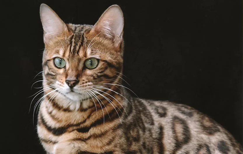 The Exquisite World of Bengal Cats