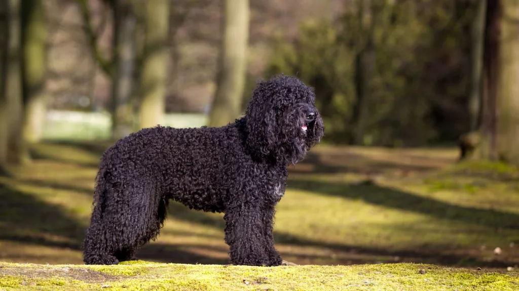 The Fascinating History and Characteristics of the Barbet Dog