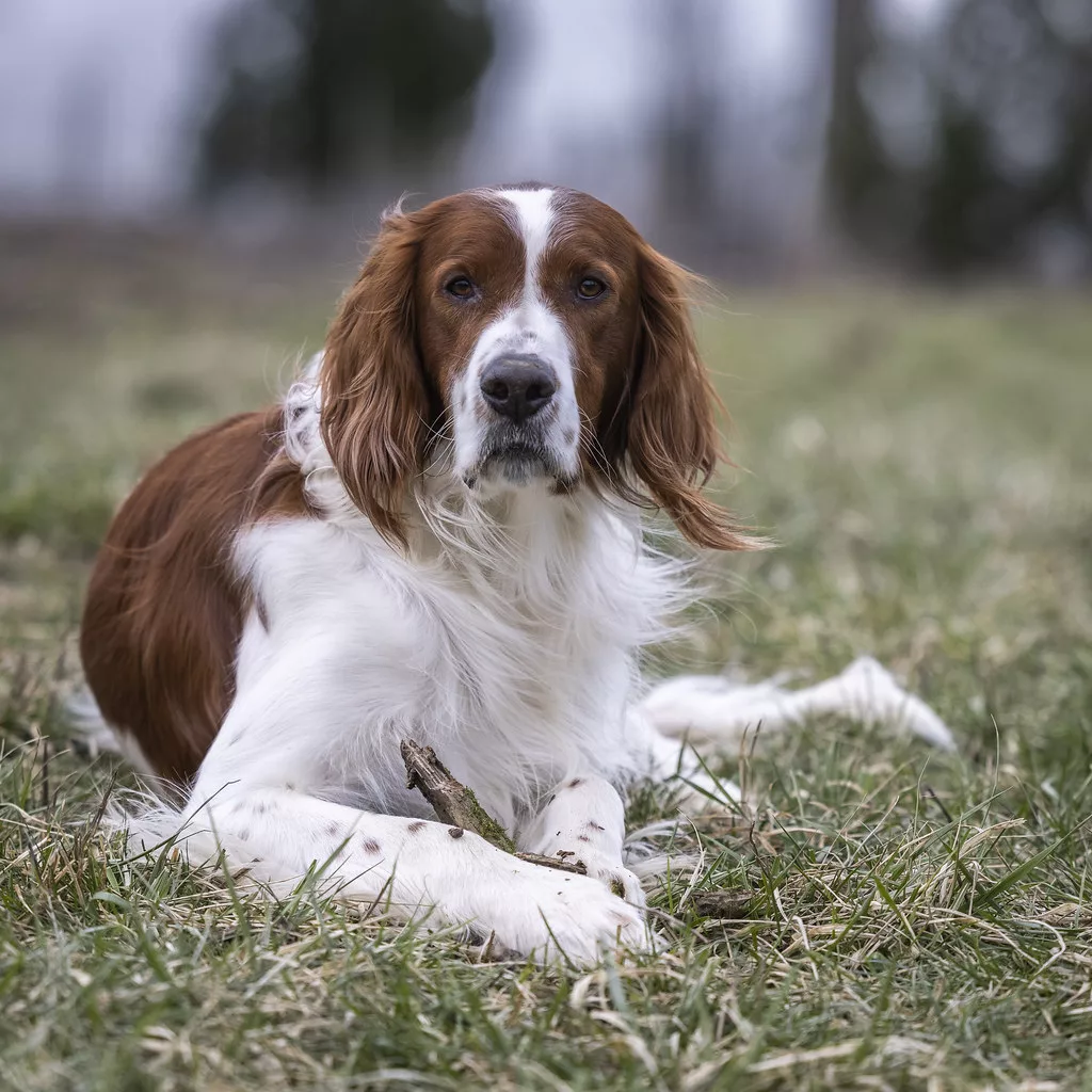 Unveiling the Irish Red and White Setter - Beauty and Brains Combined (4)