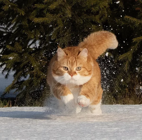 Whiskers in Winter The Snow-Loving Ginger Cat