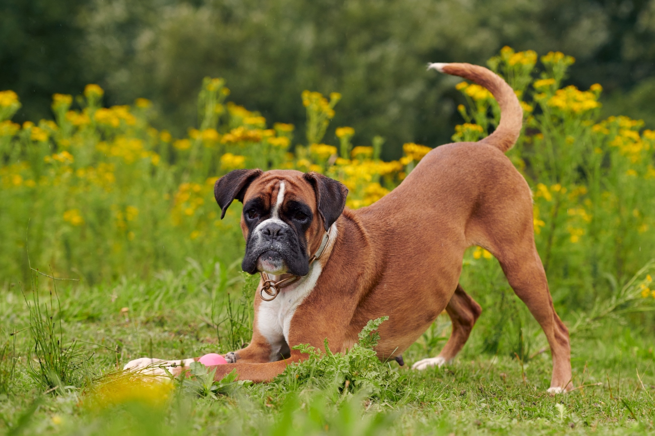 Boxer Dog Strength and Spirit in Every Paw