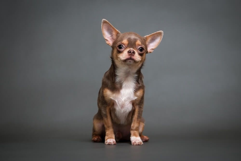 Chihuahua A Mighty Heart in a Petite Package