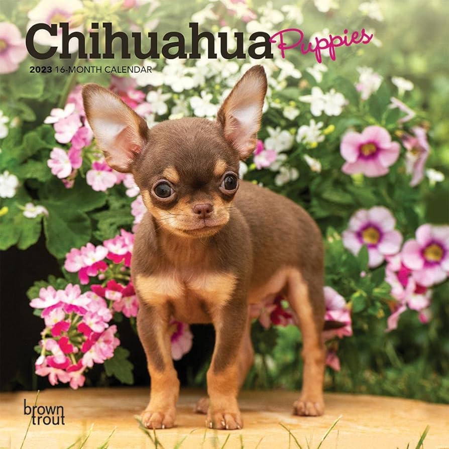Chihuahua A Mighty Heart in a Petite Package
