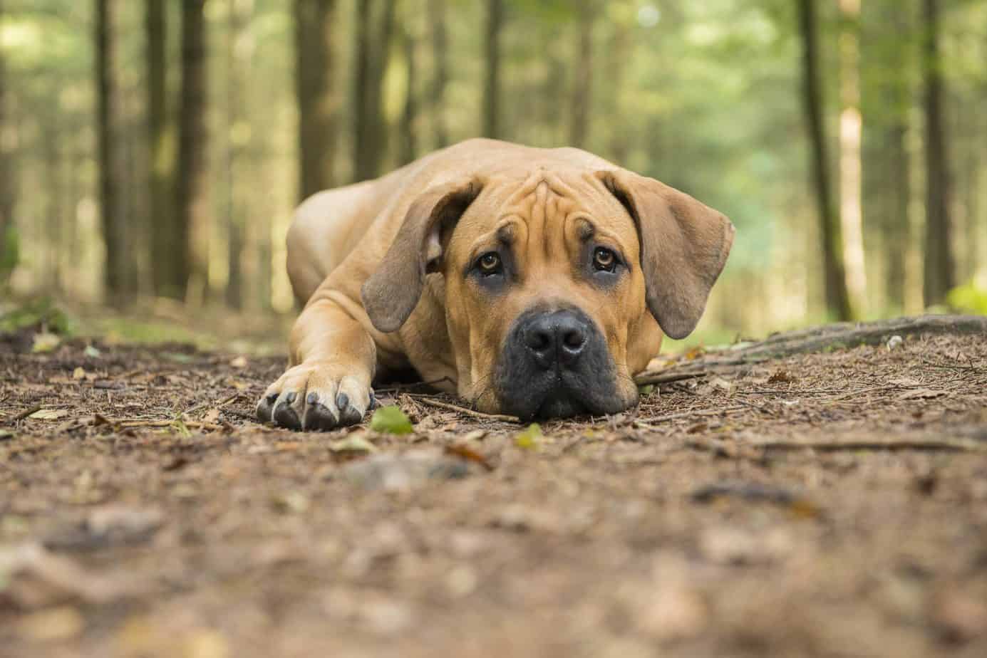 Discovering the Boerboel South Africa