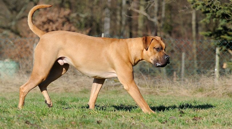 Discovering the Boerboel South Africa
