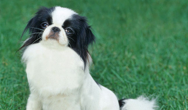 Discovering the Charm of the Japanese Chin