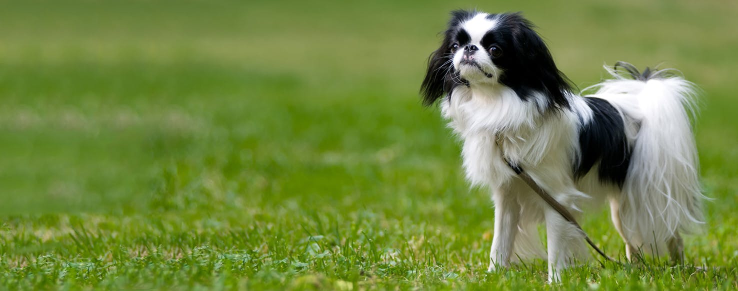 Discovering the Charm of the Japanese Chin