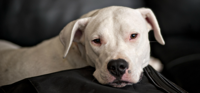 Embracing the Strength and Spirit of the Dogo Argentino