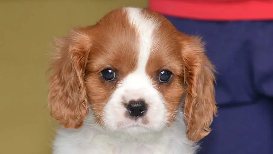 Exploring the Charm of the English Toy Spaniel