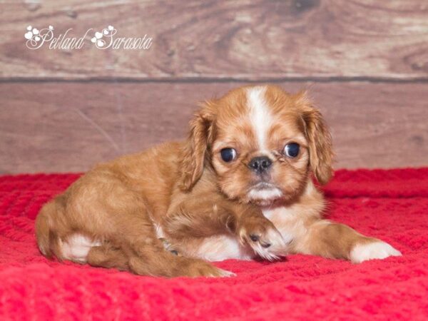Exploring the Charm of the English Toy Spaniel