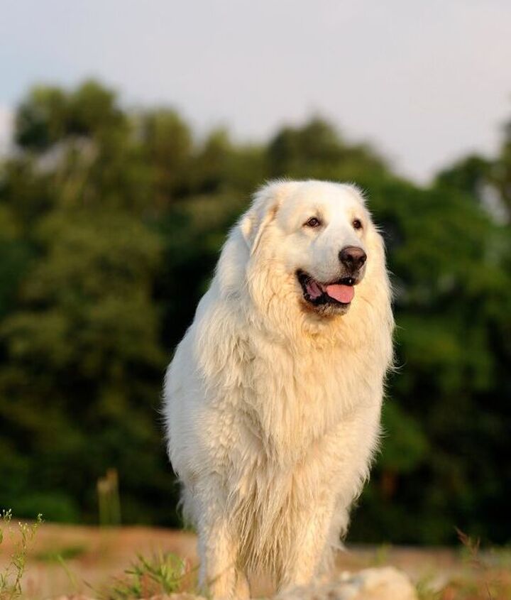 Great Pyrenees Majestic Protectors of the High Peaks