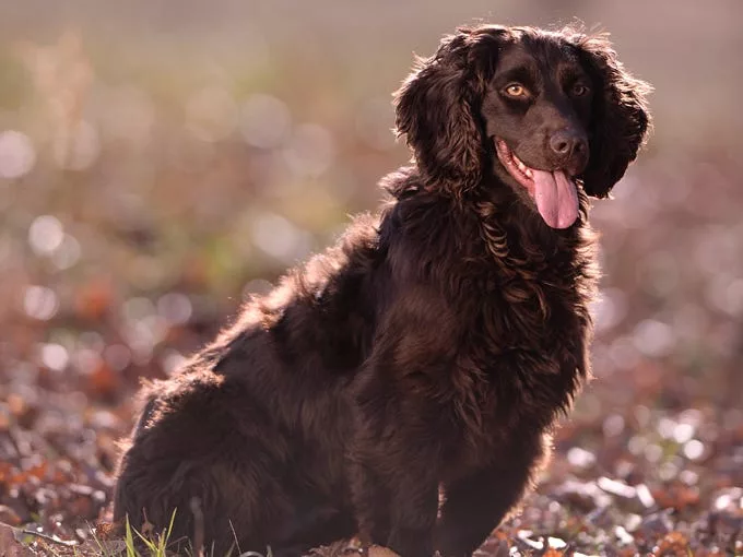 Boykin Spaniel A Comprehensive Guide to This Beloved Breed
