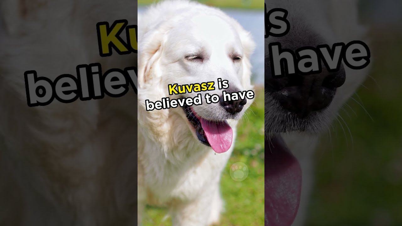 Kuvasz The Majestic Hungarian Guardian Dog