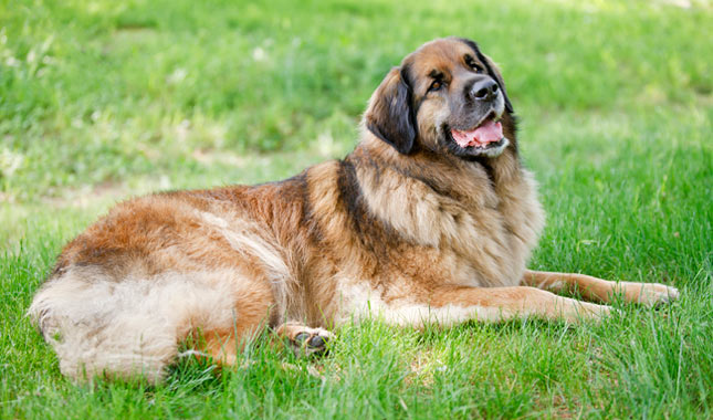 Leonberger Lore Uncovering the Charm of a Unique Breed