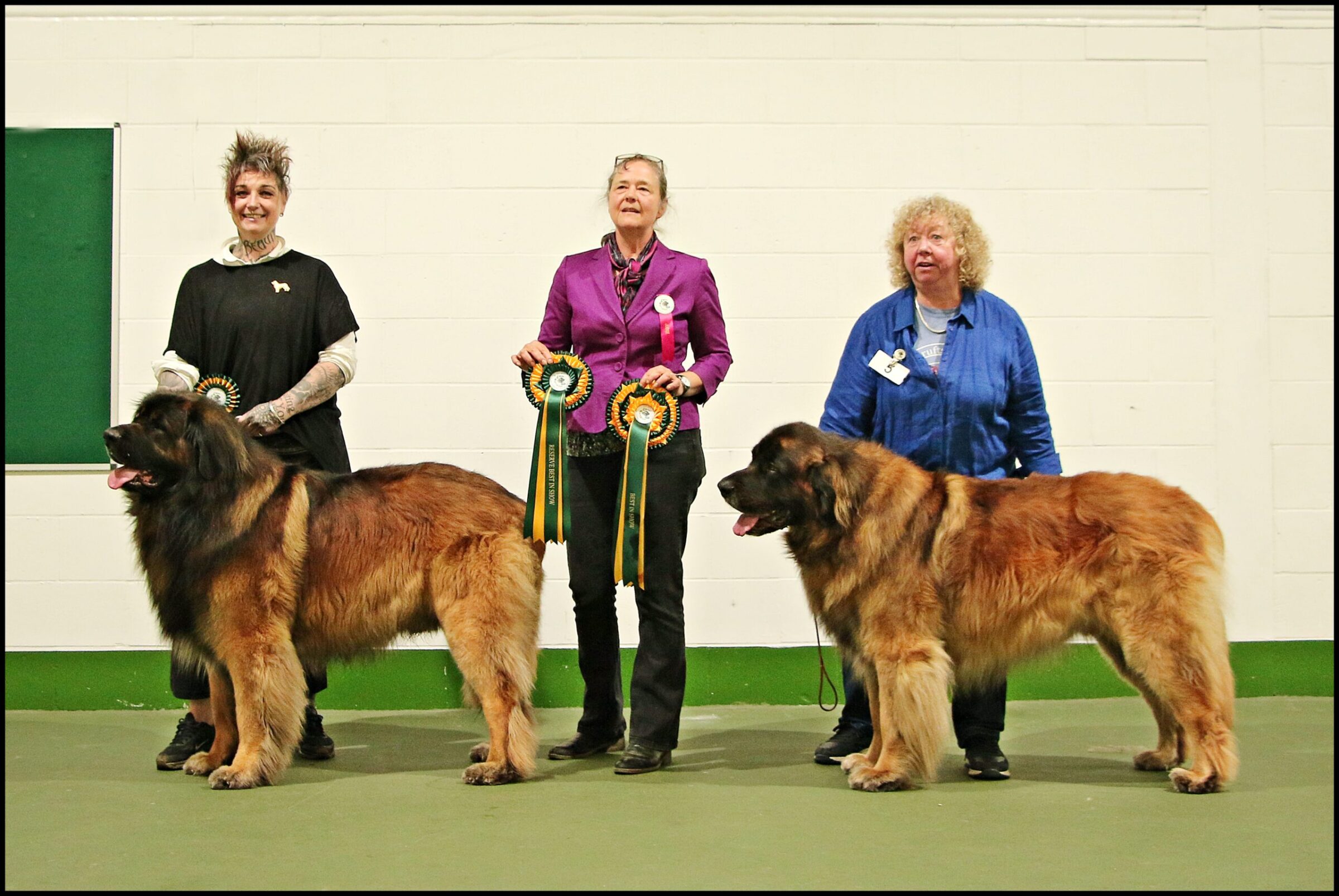 Leonberger Lore Uncovering the Charm of a Unique Breed