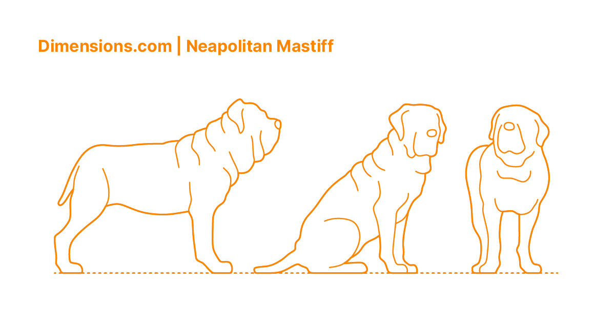 Neapolitan Mastiff The Gentle Goliath of the Canine World