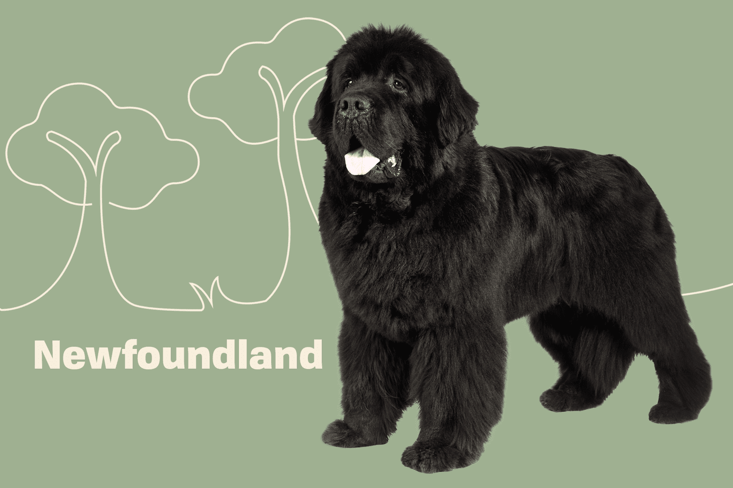 Newfoundland A Comprehensive Guide to the Gentle Giant