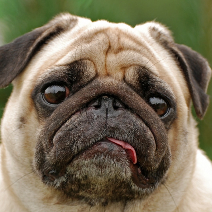 Pugs Wrinkly Charmers with a Long History