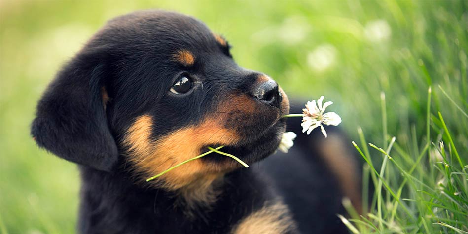 Rottweiler A Loyal and Protective Breed