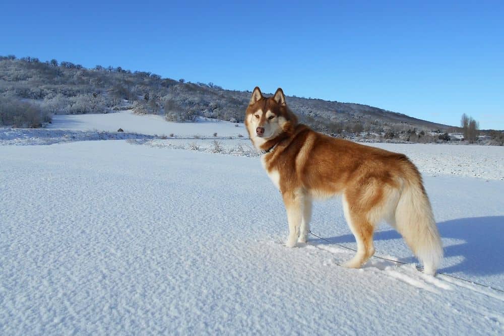 Siberian Husky The Spirit of the Winter Wilderness