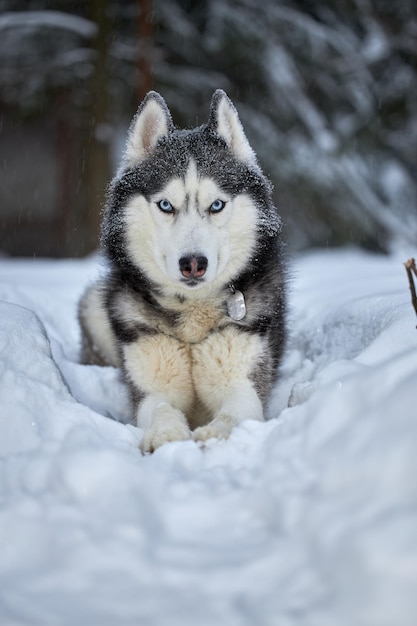 Siberian Husky The Spirit of the Winter Wilderness