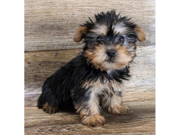 Silky Terrier A Small Dog with a Big Personality