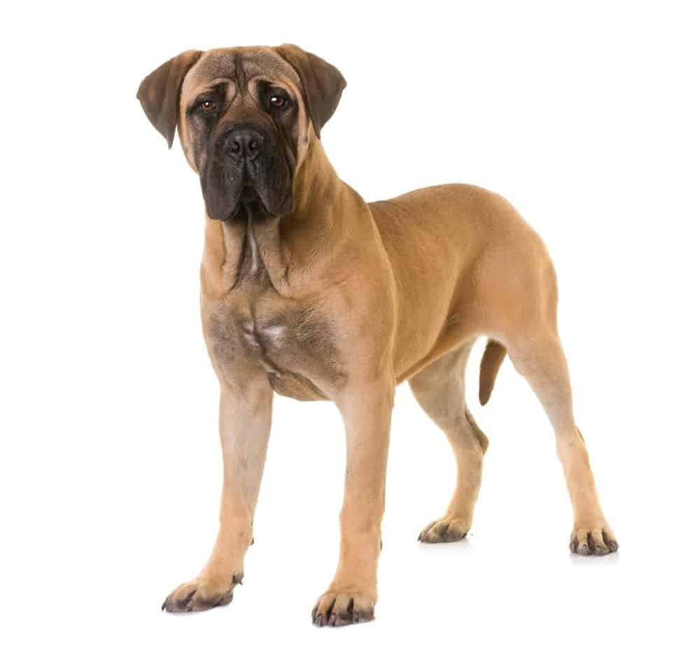 Strength and Companionship in the Bullmastiff Breed