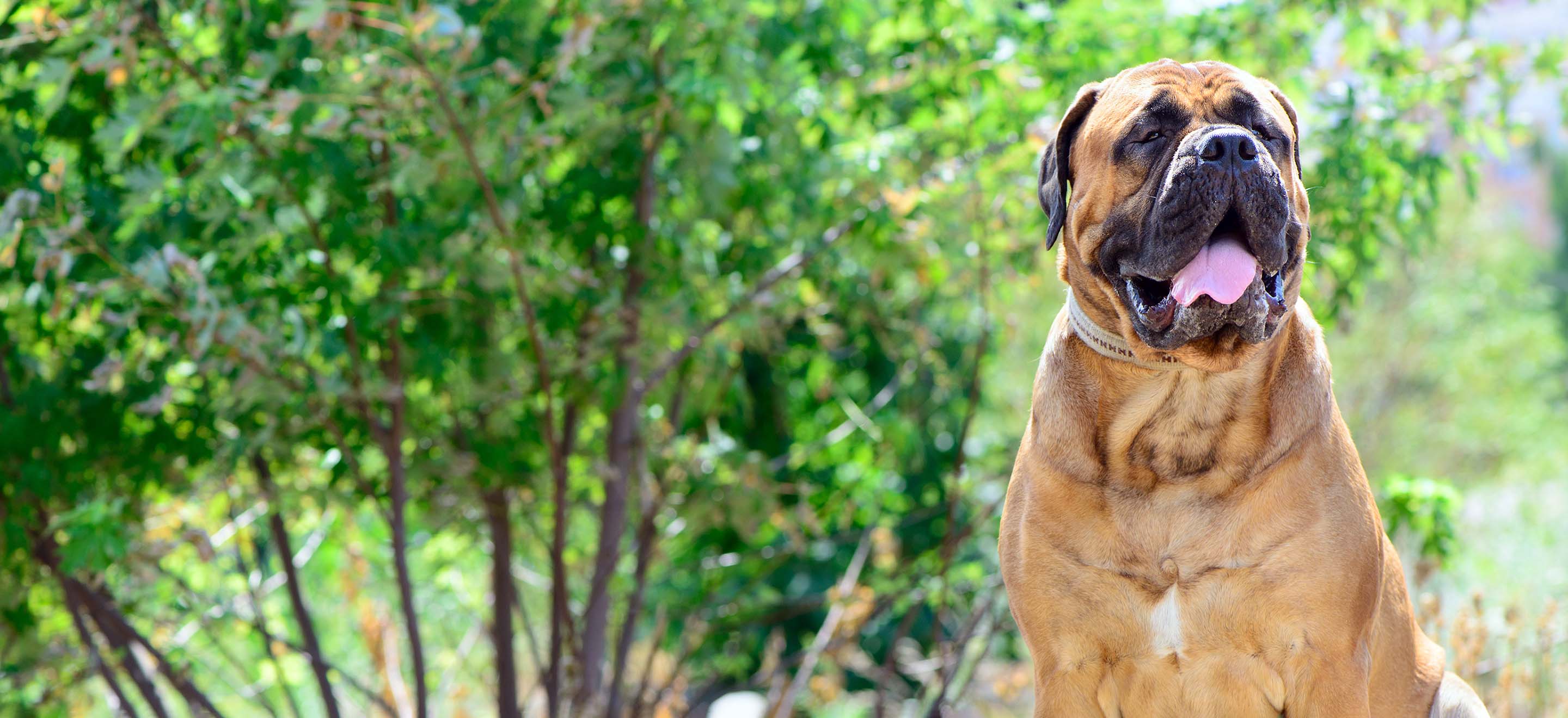 Strength and Companionship in the Bullmastiff Breed