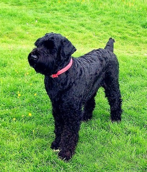 The Black Russian Terrier Revealed A Breed Apart