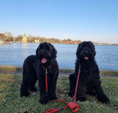The Black Russian Terrier Revealed A Breed Apart