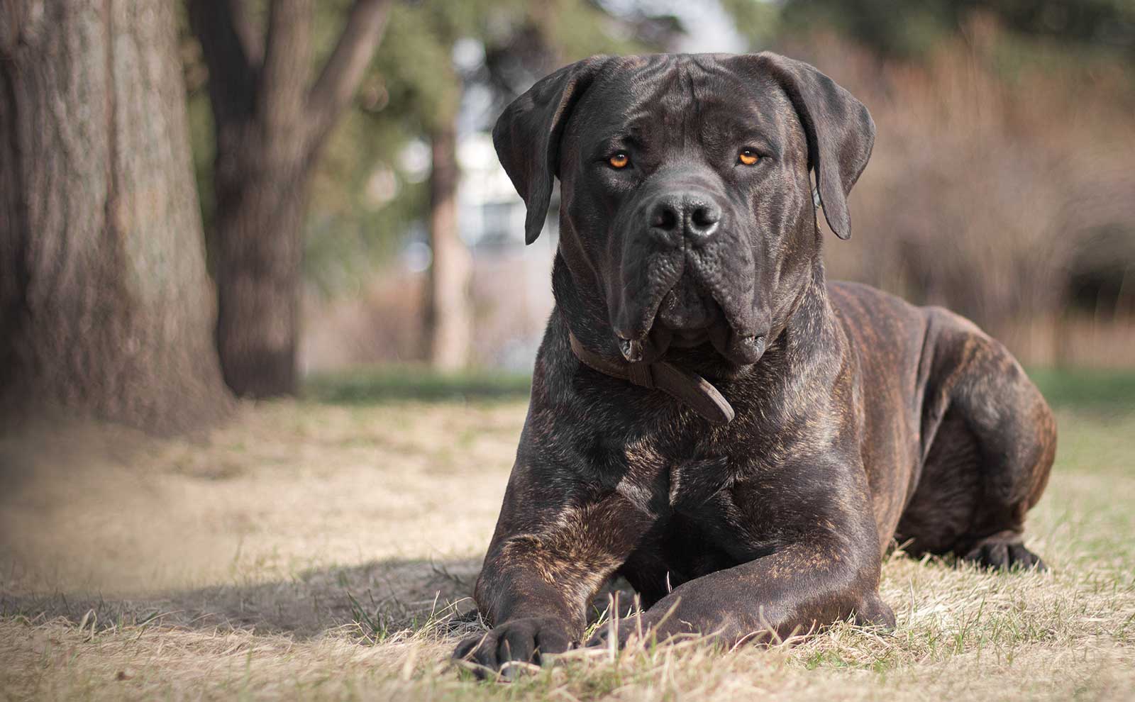 The Cane Corso Unveiling Italy