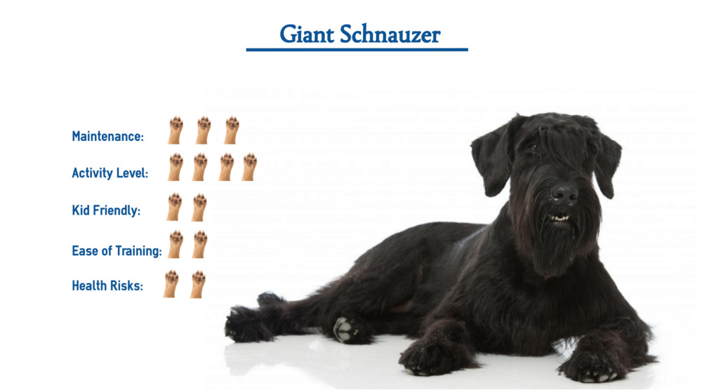 The Giant Schnauzer A Loyal and Versatile Companion