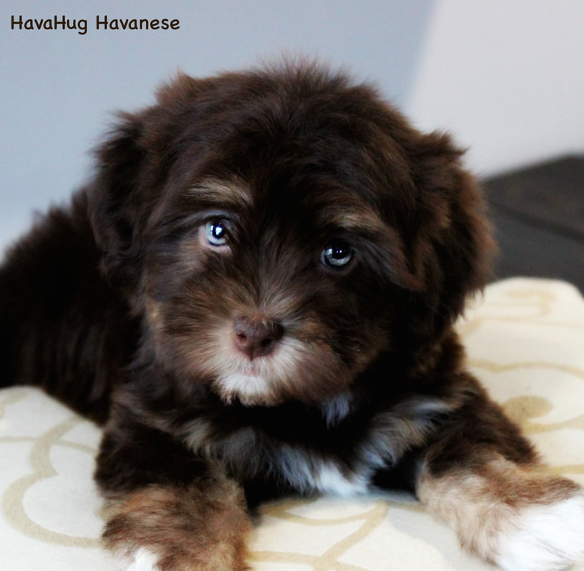 The Havanese Journey From Cuban Roots to Global Hearts
