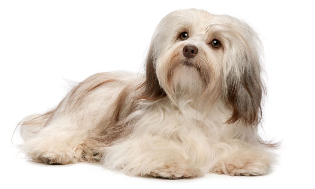 The Havanese Journey From Cuban Roots to Global Hearts