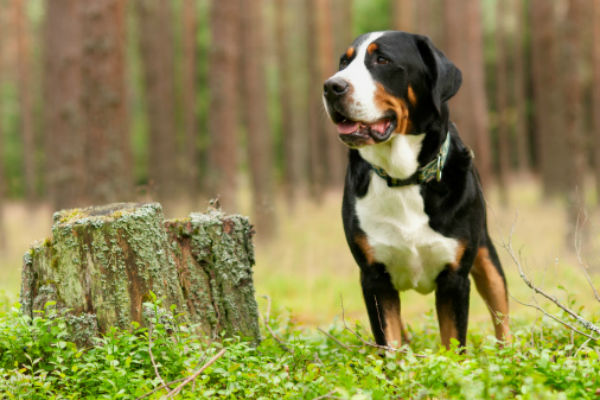 The Loyal and Versatile Greater Swiss Mountain Dog