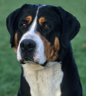The Loyal and Versatile Greater Swiss Mountain Dog