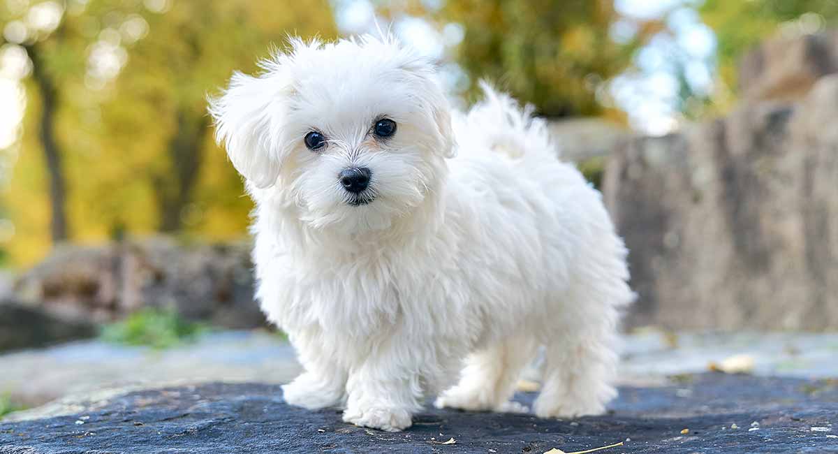 The Maltese A Small Dog with a Grand History