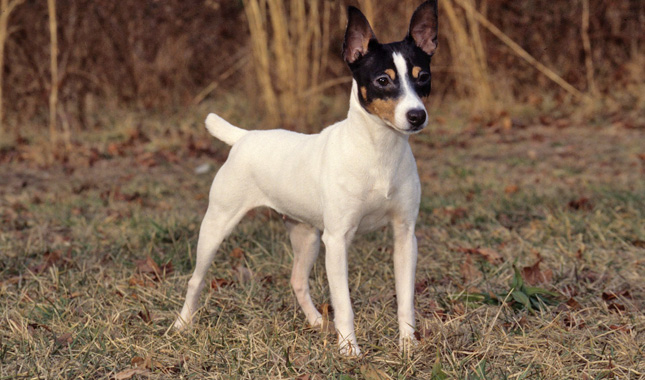 Toy Fox Terrier A Small Dog with a Big Personality