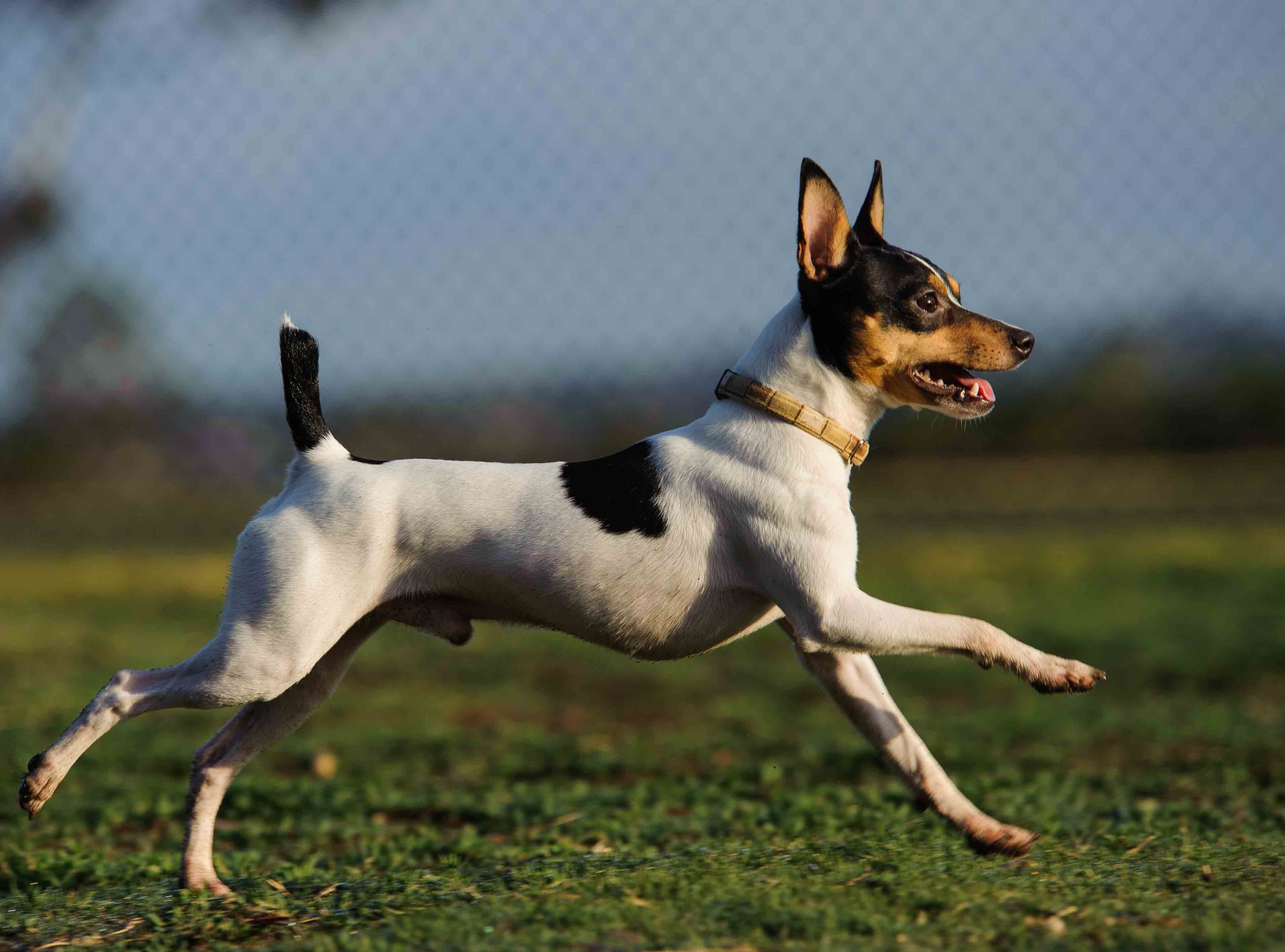Toy Fox Terrier A Small Dog with a Big Personality