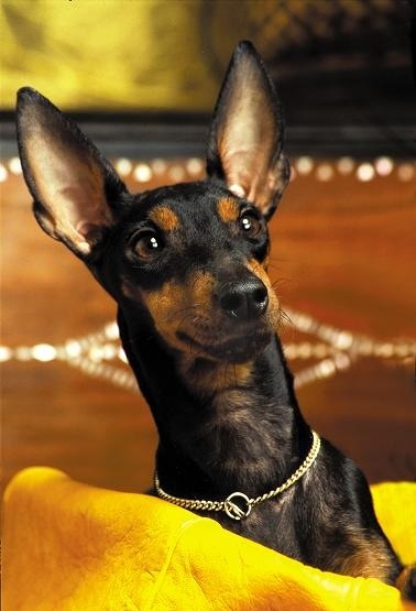 Toy Manchester Terrier Elegance and Energy in a Compact Package