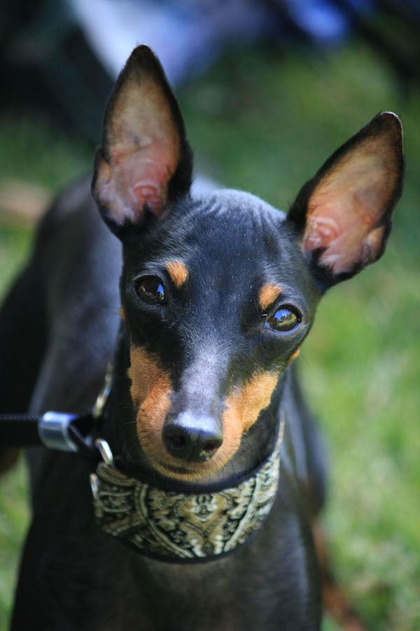 Toy Manchester Terrier Elegance and Energy in a Compact Package