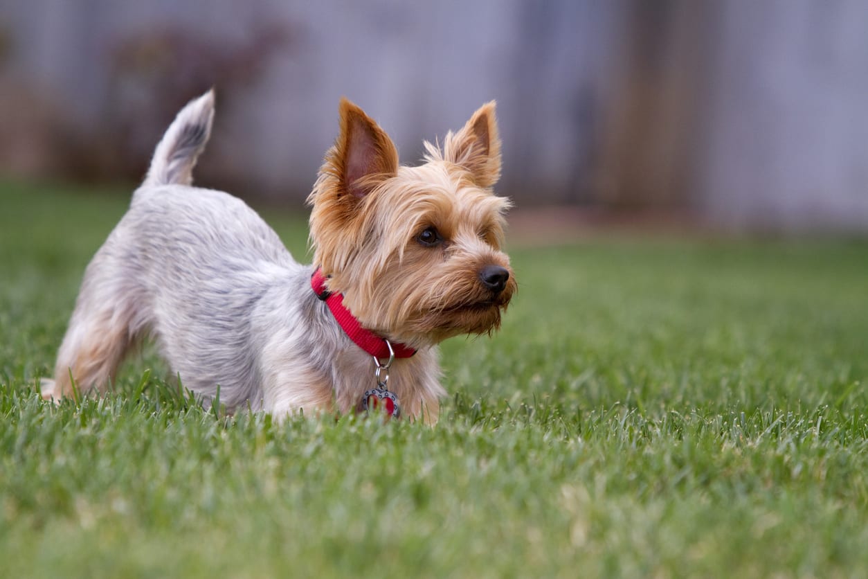 Yorkshire Terrier A Comprehensive Guide to the Popular Yorkie Dog