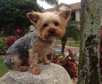 Yorkshire Terrier A Comprehensive Guide to the Popular Yorkie Dog